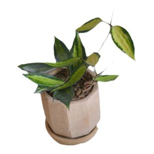 PHYSIS五彩斑斓的叶」球兰室内外超好养盆栽多品种ins风桌面绿植