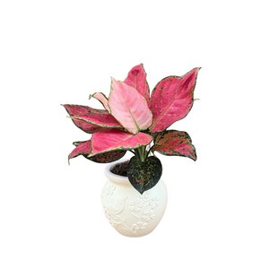 吉利红盆栽红如意皇后大棵水培植物万年红小苗室内养办公花卉绿植