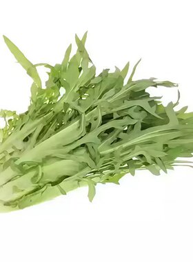 四季花芽甜麦菜种子广东甜麦菜