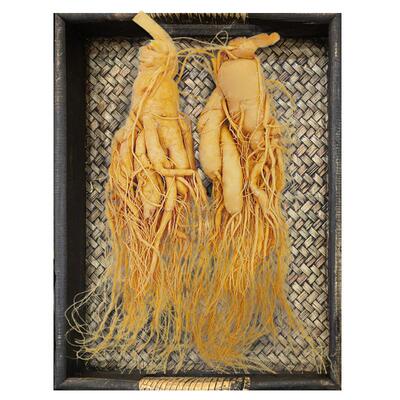 大千山色长白山人参品质吉林园参