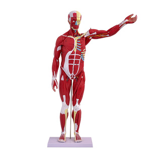 人体全身肌肉附内脏器官解剖模型医学人体肌肉模型80CM肌肉人模型