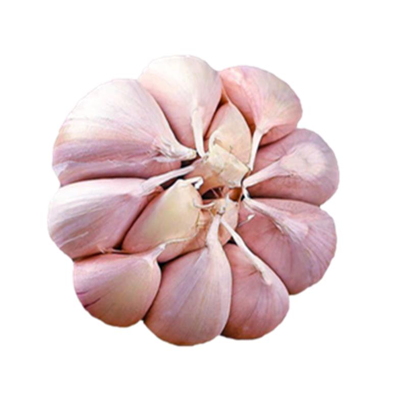 【富之鲜】金乡新干蒜特大果彩箱