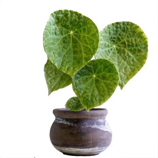 福寿福玉蝶衣秋海棠带锦锦化室内观叶盆栽四季好养植物植迷者