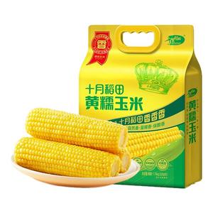 十月稻田黄糯玉米220g*8根