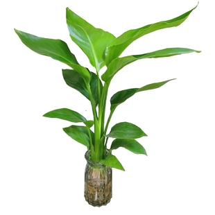 天堂鸟绿植盆栽家用好养大型水培大叶植物四季花卉办公室内