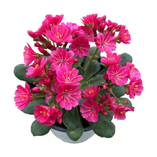 露薇花琉苇草盆栽多年生植物室内阳台花卉美观特别香樟木香味好养