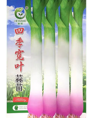 红皮蒜苗宽叶好吃高产耐寒耐热