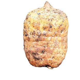 新鲜乌天麻云南昭通小草坝天麻野生特级三年生现挖带泥发货非干货