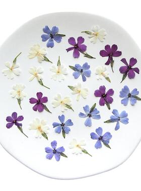 福禄考带叶儿童手工植物标本贴画