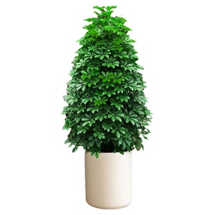 八方来财鸭脚木盆栽开业送礼高级感客厅大绿植室内大型植物鹅掌柴