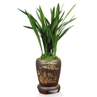 翁源兰花苗老种墨兰企黑绿叶金边除甲醛好养室内带花浓香绿植盆栽