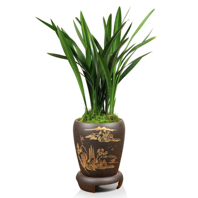 翁源兰花苗老种墨兰企黑绿叶金边