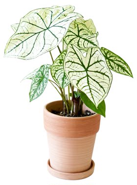 白色恋人彩叶芋北欧风新奇植物