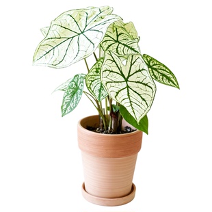 DOLV 豆绿 白色恋人海芋 新奇小众彩叶芋北欧ins风浪漫植物盆栽