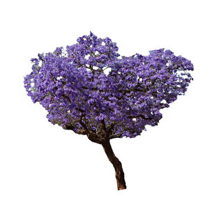 名贵稀有蓝花楹树苗别墅庭院开花树植物凤凰木户外绿化风景树地栽