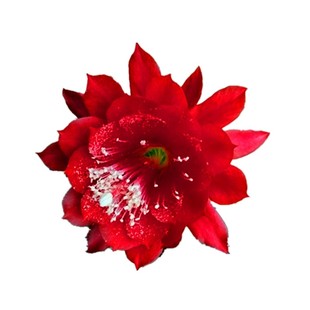 祥瑞花卉浓香进口常绿乔木香水合欢花耐热耐寒庭院阳台盆栽大苗