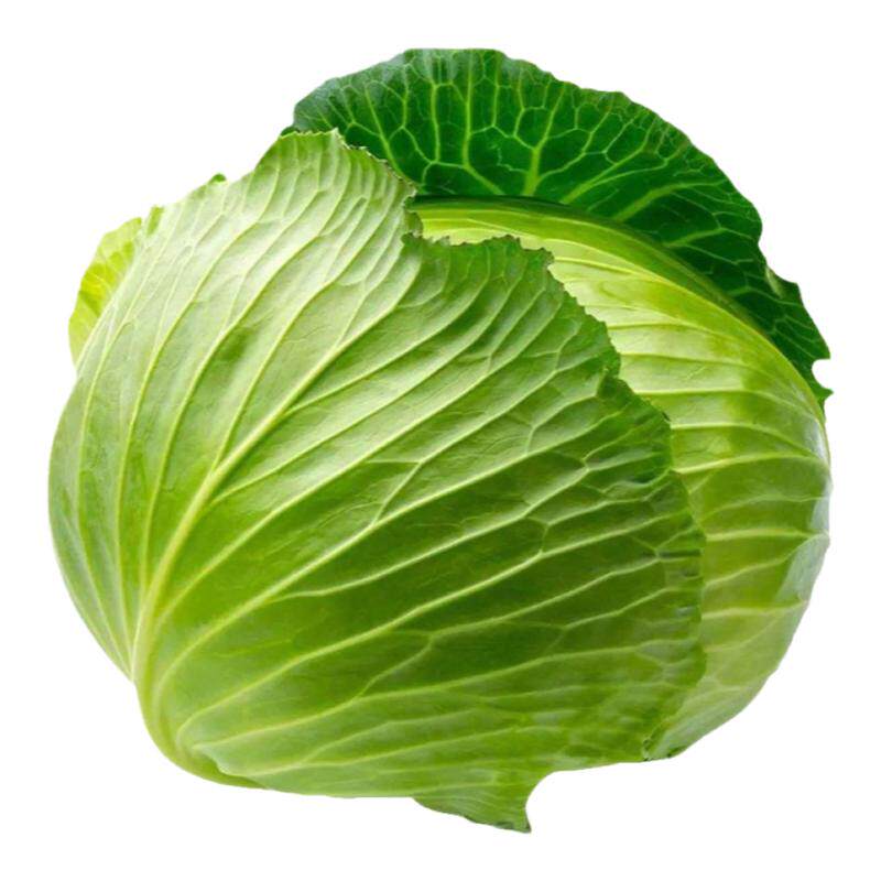 秋冬季青菜蔬菜种子种籽大全菠菜菜籽适合冬天10月份十月秋季种的