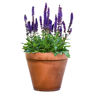 林荫鼠尾草盆栽花苗萨利芳鼠尾草阳台庭院花卉耐寒花镜搭配绿植物