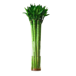 带根文昌竹4支金榜题名龙竹转运富贵竹水培植物水养绿植室内盆栽