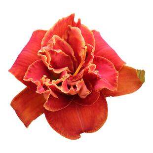 忘忧草萱草摩西之火 红色重瓣多年生耐寒庭院花卉绿化