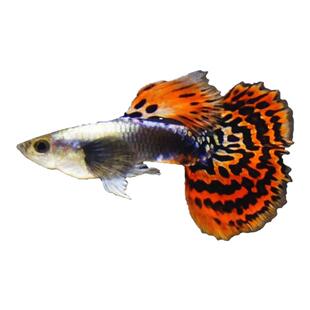 9款品种孔雀鱼特惠套餐热带胎生鱼纯种红扇象牙白冰蓝小型观赏鱼