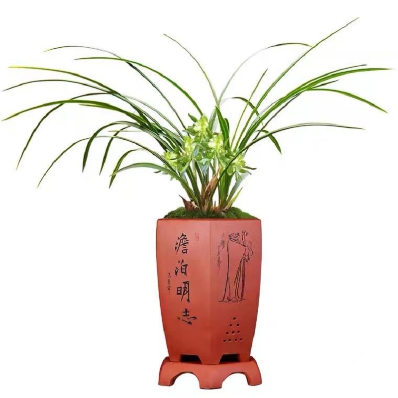 兰花春兰花开富贵余蝴蝶矮种兰花四季开花浓香型奇花绿植花卉盆栽