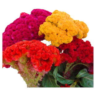 室外花种子鸡冠花耐寒耐阴花籽庭院花卉种子开花