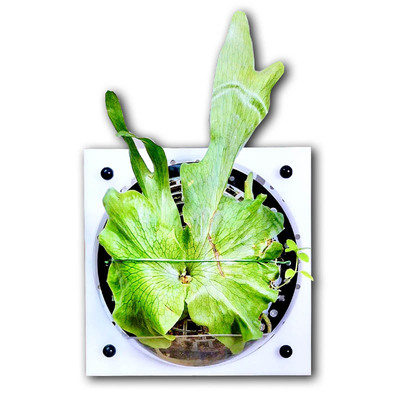 黑白自吸水板植鹿角蕨挂板定植板