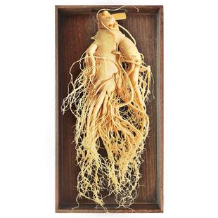 长白山人参煲汤泡酒鲜人参东北特产老参整枝滋补高品质保鲜参