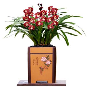 翁源兰花喜花里大花蕙兰红宝石红将军带花浓香型好养室内绿植花卉