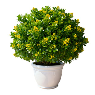 香水米兰花盆栽花卉绿植阳台客厅室内外老桩带花苞开花好养植物苗