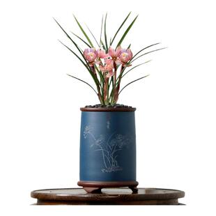 高端老种春兰红塔宝鼎大花蕙兰红宝石四季建兰花七彩玲珑带花浓香