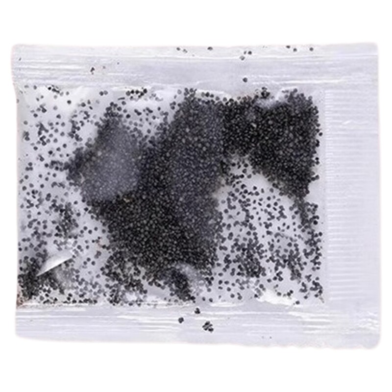 重瓣太阳花种孑室内庭院开花易活