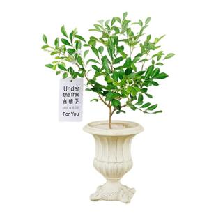 高级感复古高脚花盆蝴蝶兰陶瓷花盆瓷器绿植花卉通用盆