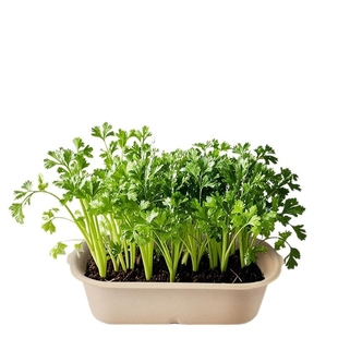 厨房香草香料薄荷家庭可食用植物种子儿童种植小盆栽小葱香菜观察