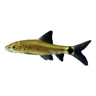 小猴飞狐 草缸除藻鱼活体 热带鱼 工具鱼缸清道夫 活体草缸小精灵