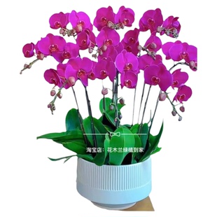 深圳蝴蝶兰花室内盆栽办公室酒店前台客大厅兰花开业乔迁新房送礼