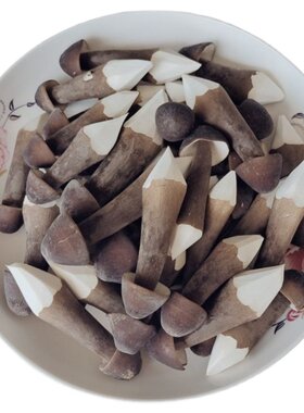 黑皮鸡枞菌新鲜云南山珍特产