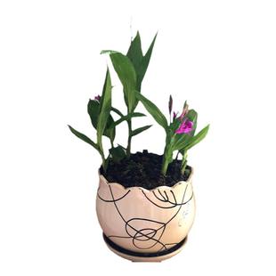 3年白芨种苗 白及紫兰苗及连草盆栽中药材植株原杯原泥发货绿植