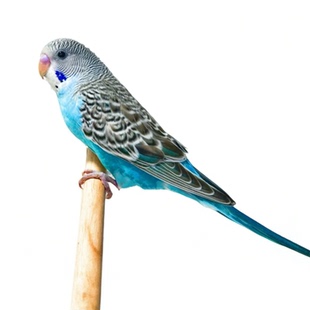 虎皮鹦鹉手养鹦鹉亲人鹦鹉活鸟幼鸟会学说话可繁殖观赏鸟活体包邮