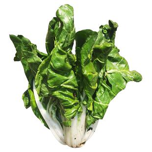 牛皮菜四川新鲜时令蔬菜农家瓢儿菜厚皮菜莙荙菜根达菜青菜甜5斤3