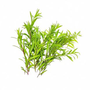 新鲜黄金柳芽黄金香柳黄松柳叶柳枝酒店西餐冷艺摆盘花草装饰叶子