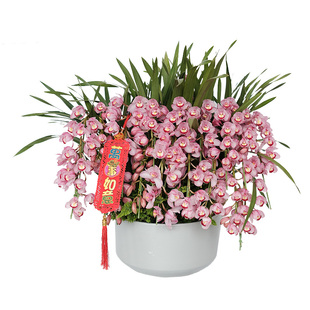 新春巨无霸豪华大花惠兰盆栽带花开业乔迁客厅上海花店同城速递送