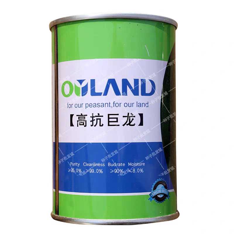 高产巨型西瓜种子抗重茬欧兰德