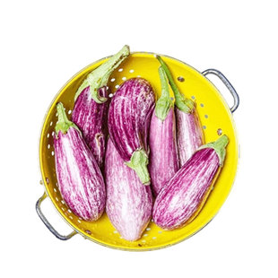 安提瓜茄子种子早熟高产鲜嫩紧致传家宝室内阳台春秋盆栽易种耐热