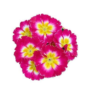 樱草盆栽种植四季报春花