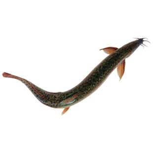 台湾小泥鳅苗本地青鳅东北金鳅水花鲜活筏钓养殖淡水乌龟龙鱼饲料