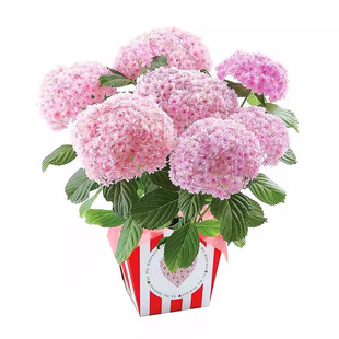 绣球花苗植物无尽夏开花好养的花四季不断盆栽花卉植物室内易养活