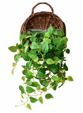 墙面墙壁遮挡装饰挂件植物悬挂盆