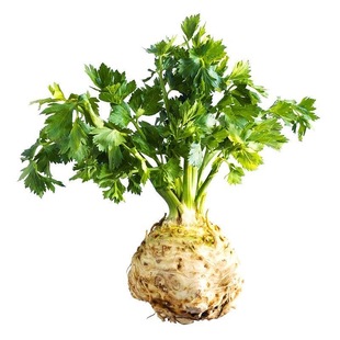 山东根芹苗四季大疙瘩老桩种球春秋盆栽芹菜苗秧苗子洋芹苗子寿光